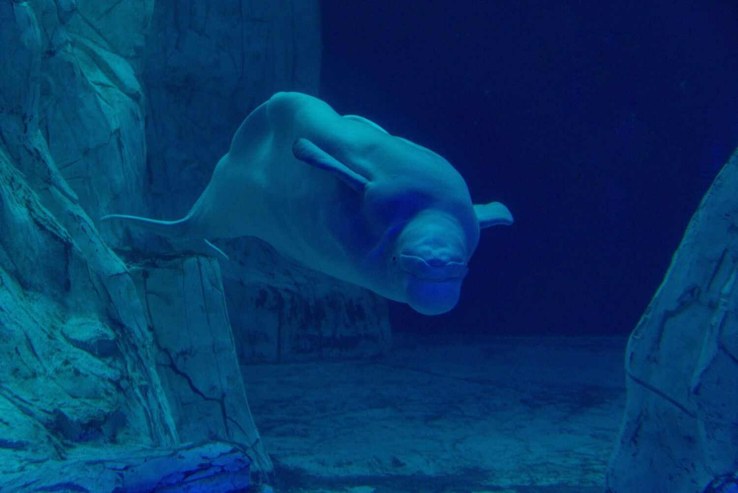 Beluga Whale Hvaldimir Found Innocent