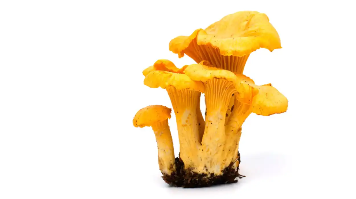“Brussels Ranger Bart Swerts Urges Mushroom Picking Ban to Safeguard Sonian Forest’s 1,000 Species”