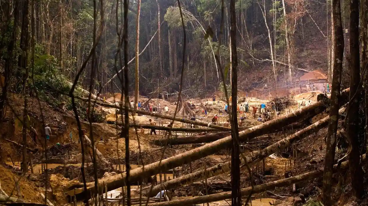EU Council Approves Revision to Deforestation Law Timeline