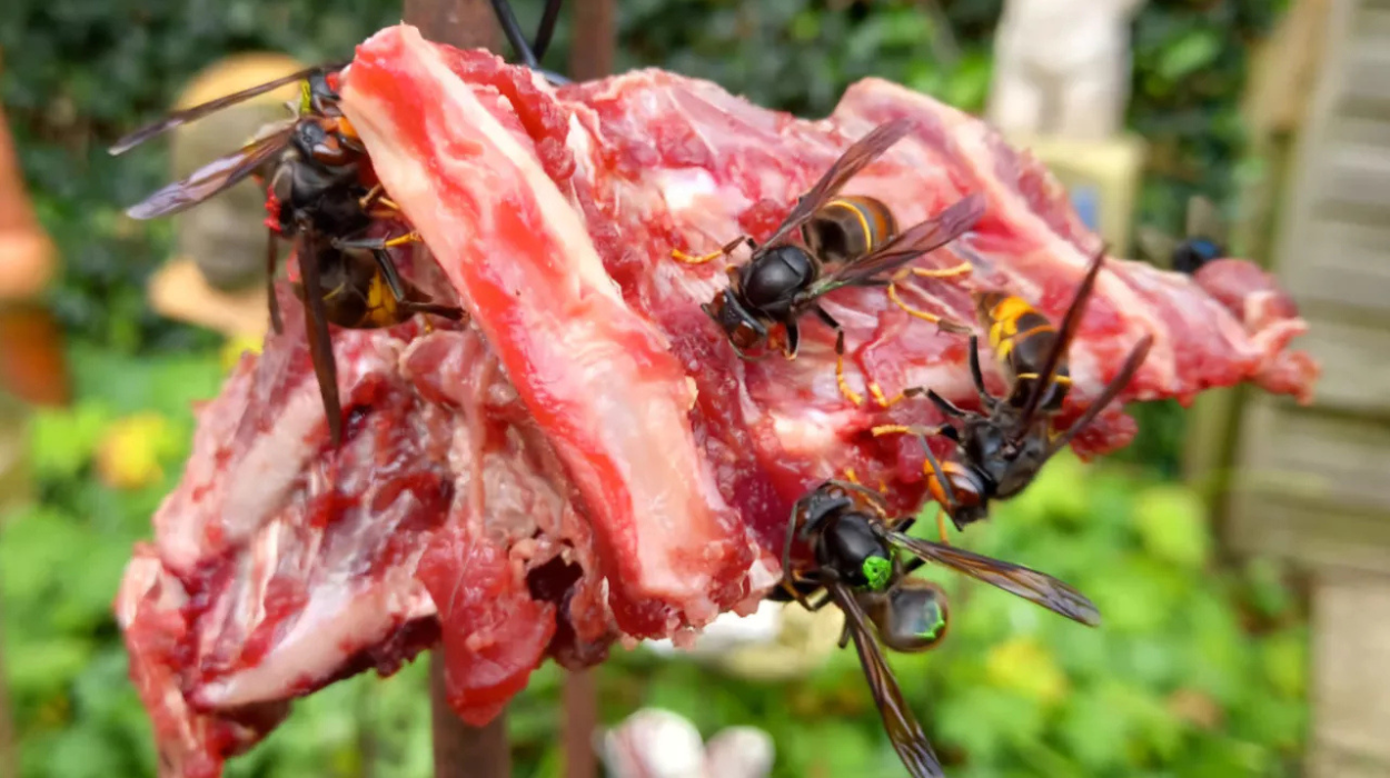 Frank Willems Eliminates 200 Asian Hornet Nests in Hasselt, Limburg