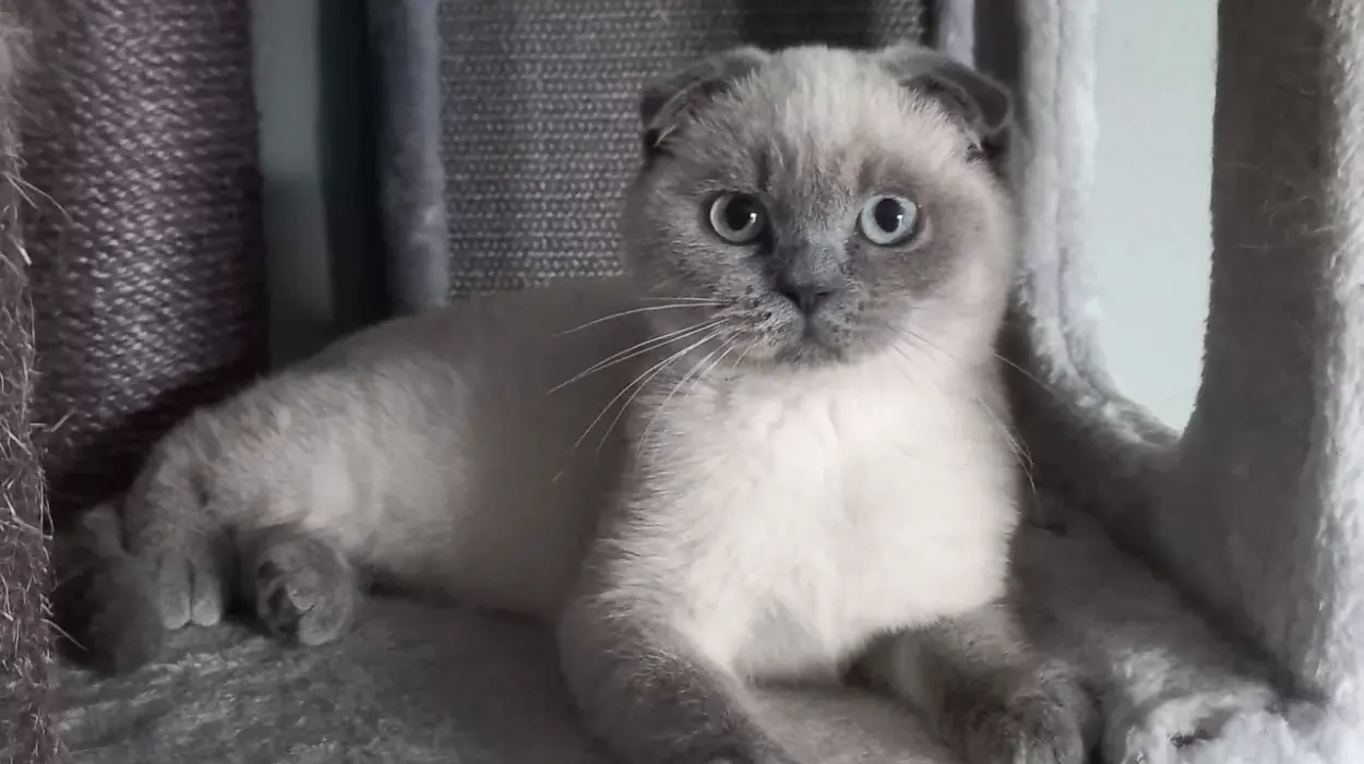Hasselt Woman Rescues Scottish Fold Cat Myno from Euthanasia Risk Due to Import Laws