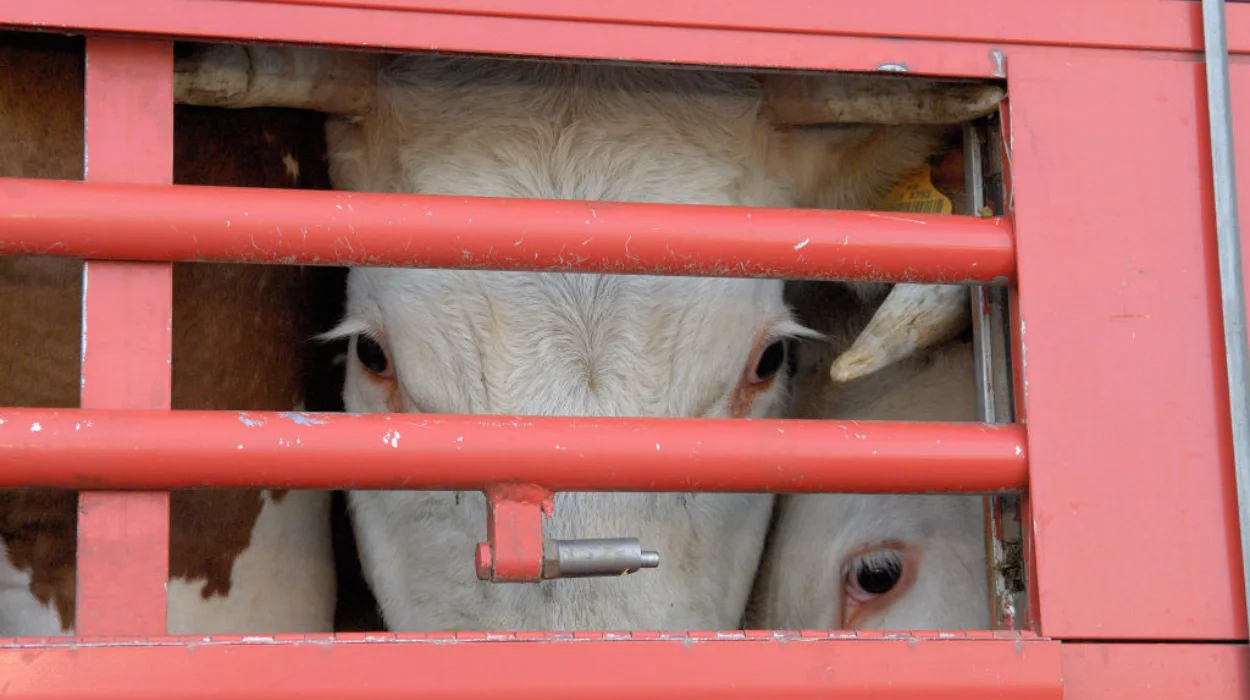 EU Appoints First Animal Welfare Commissioner: A Milestone for Animal Rights?