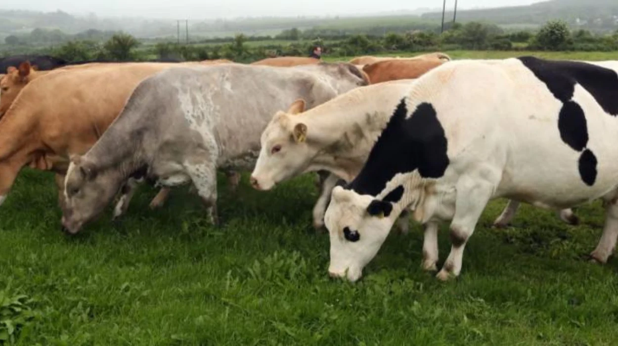EU Commission Approves €32.5 Million Aid Package for Irish Farmers