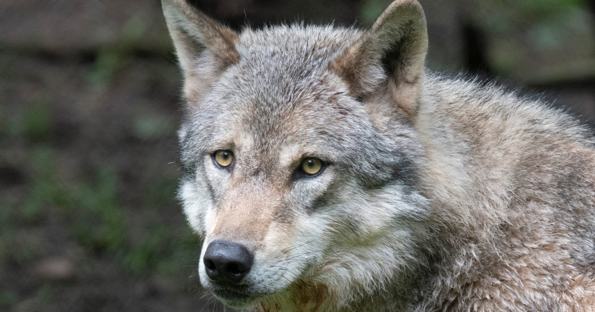 European Countries Grant Farmers Greater Freedom to Address Wolf Encounters