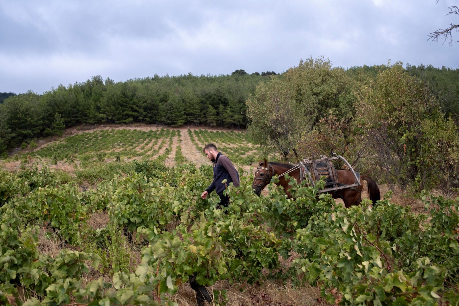 Turkey’s Grapes: A Lost Paradise