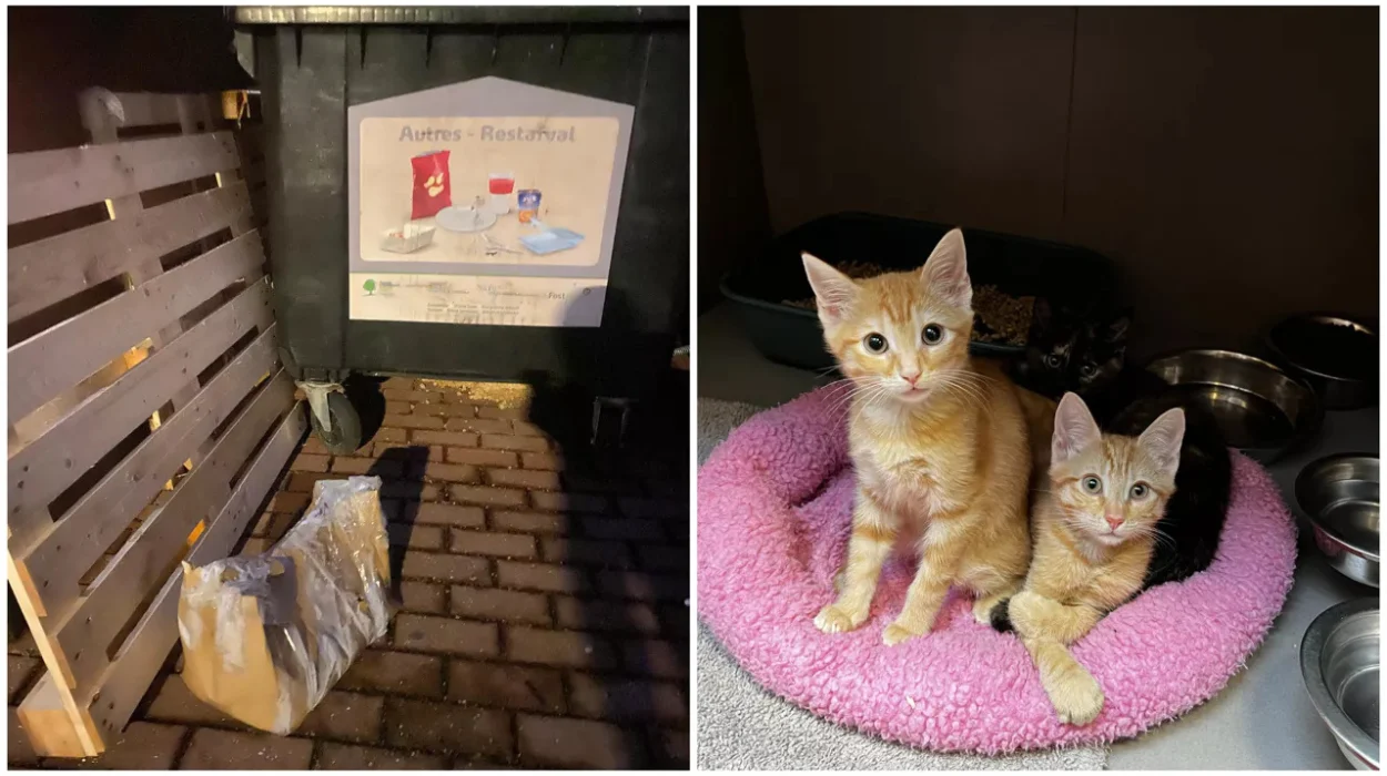 Animal Shelter Rescues Kittens Found in Garbage in Anderlecht