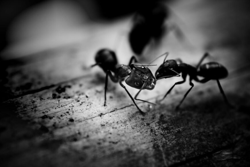 Ants Recognize Their Enemies and Harbor Grudges