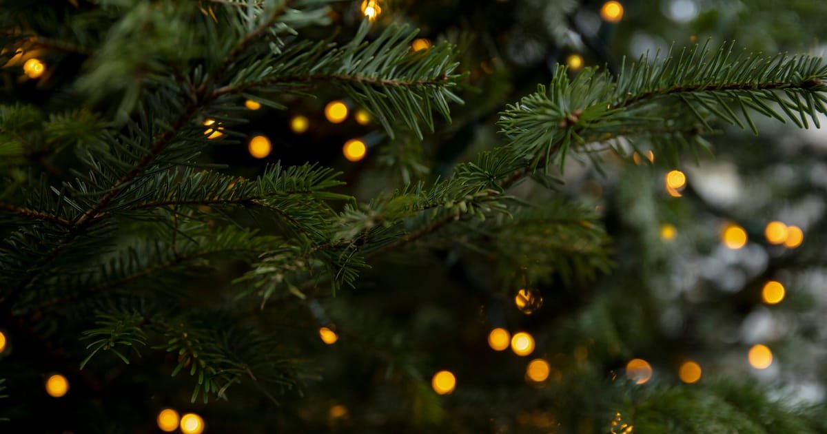 Belgium’s Food Agency Cautions Against Consuming Christmas Trees