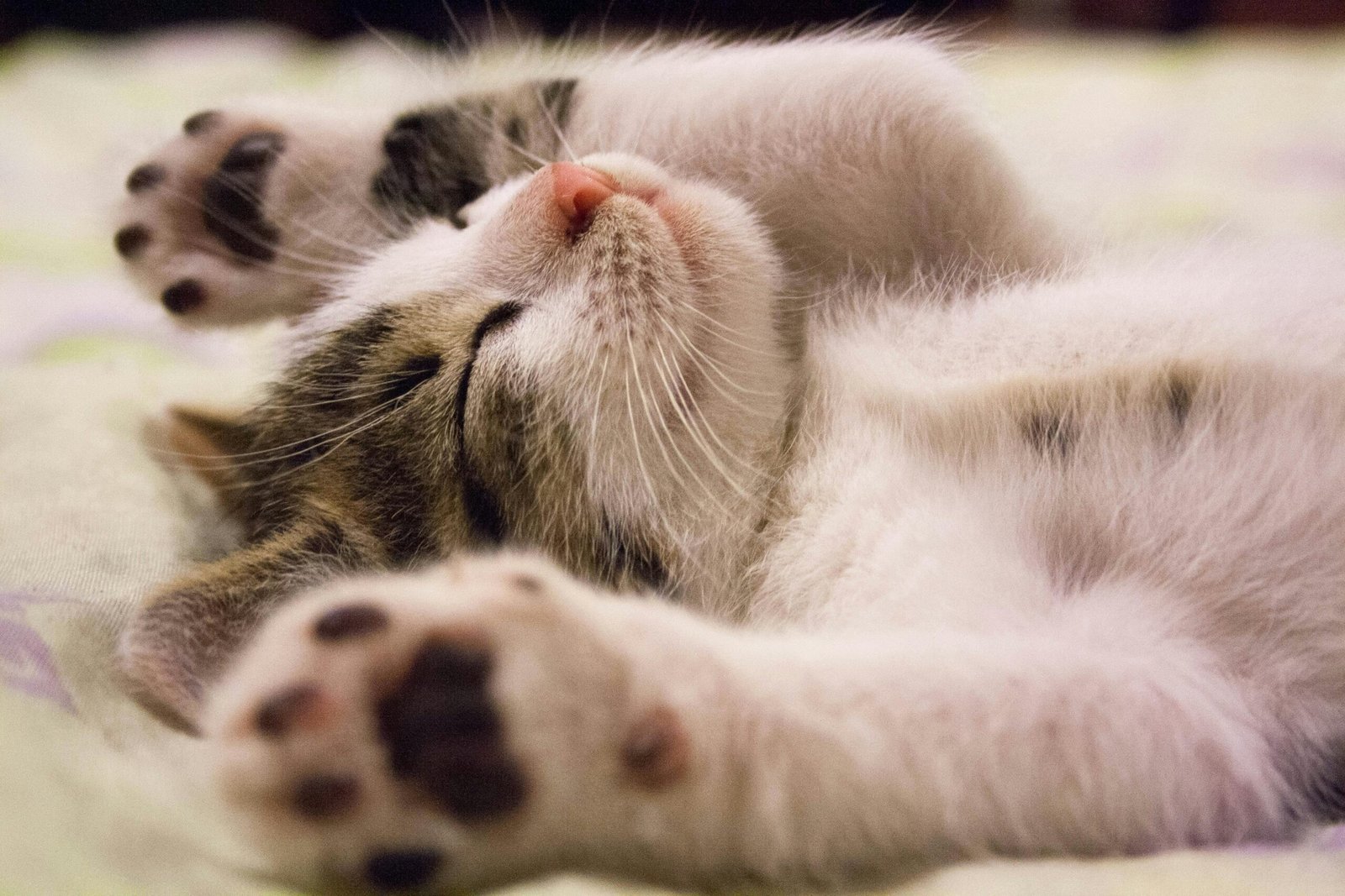 Cat’s Favorite Napping Spot: Its Owner’s Lap