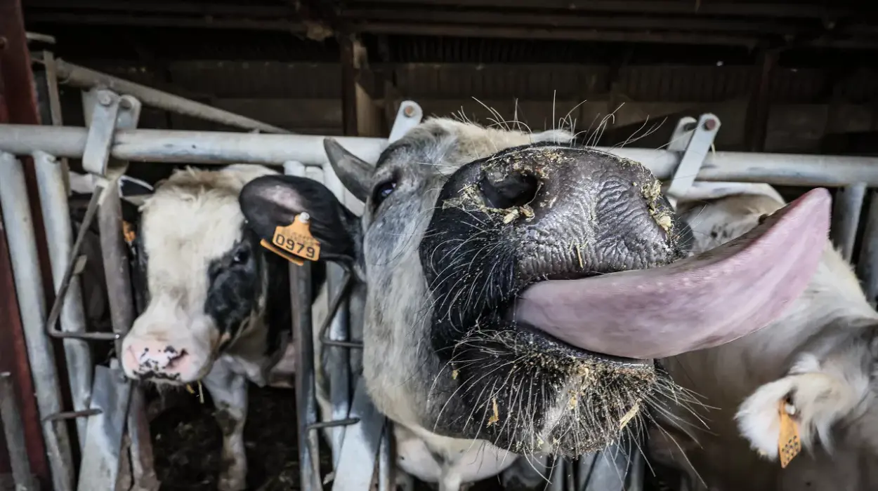 Geel’s Farmer Marcel Helen Issues Warning About Foot-and-Mouth Disease