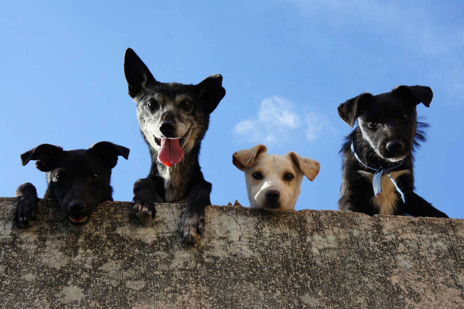Moroccan Authorities Cull 3 Million Stray Dogs Ahead of World Cup