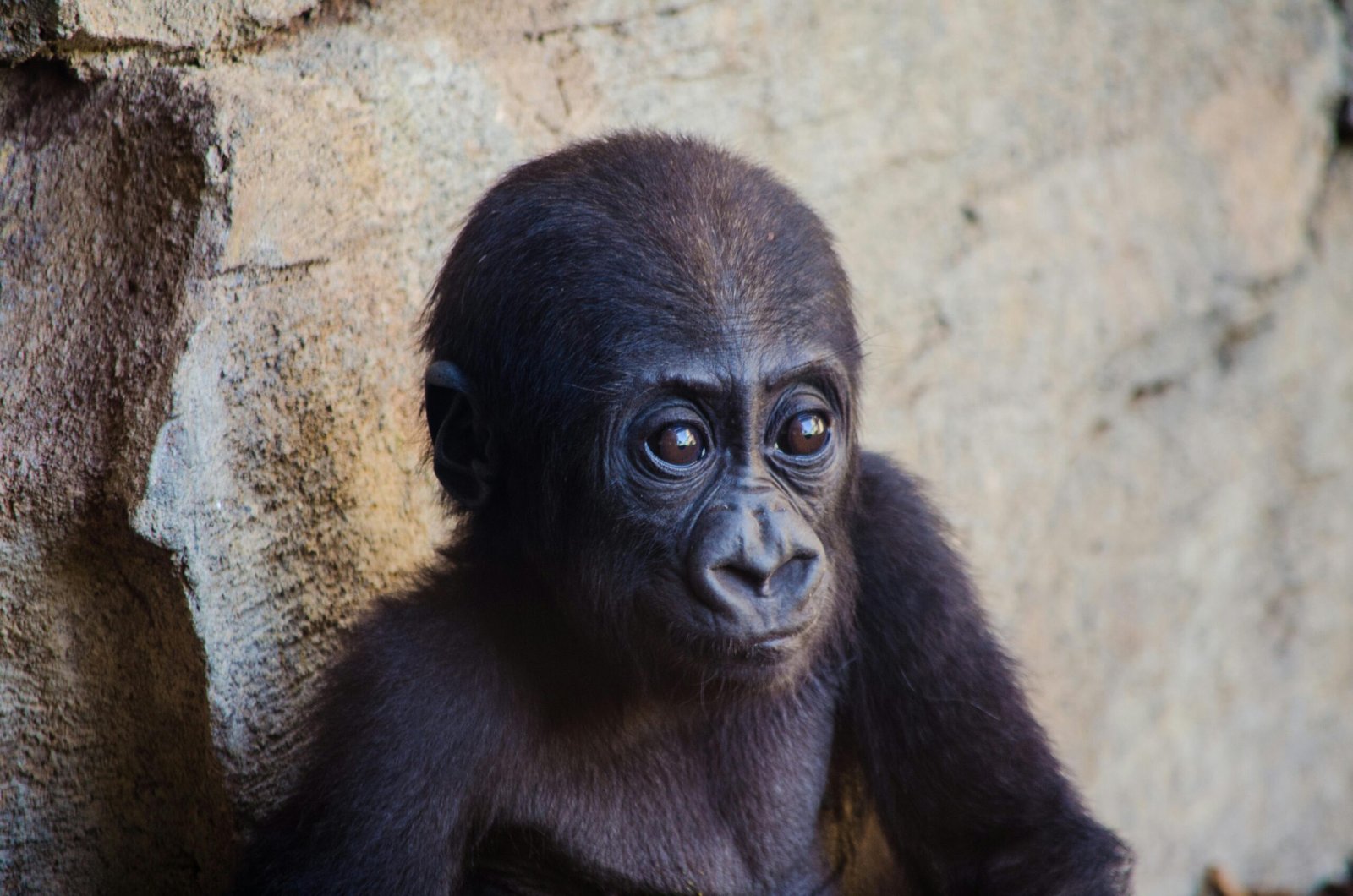 Rescued Baby Gorilla at Airport Thrives and Gains Weight in Istanbul