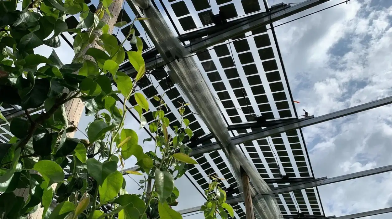 Solar Panels Installed Above Pear Orchard in Sint-Truiden
