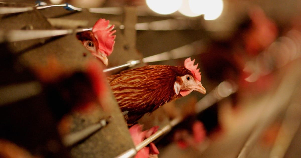 UK Confirms Human Case of Avian Flu