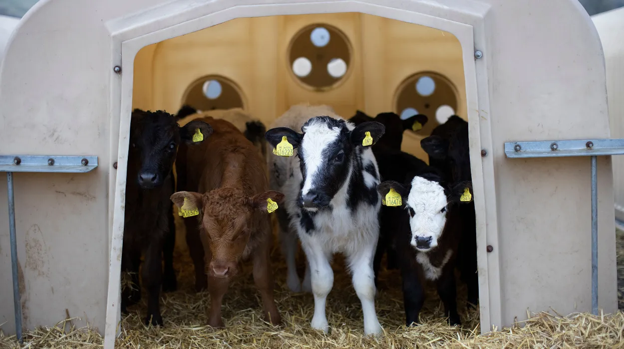 UK Farming Minister Daniel Zeichner Reports 20% Decline in Food Exports to EU Post-Brexit