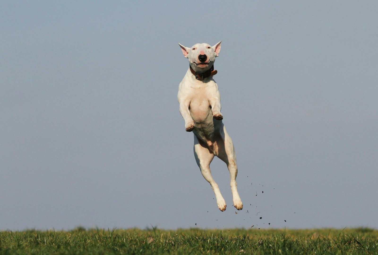 Why Do Dogs Jump When They’re Excited?