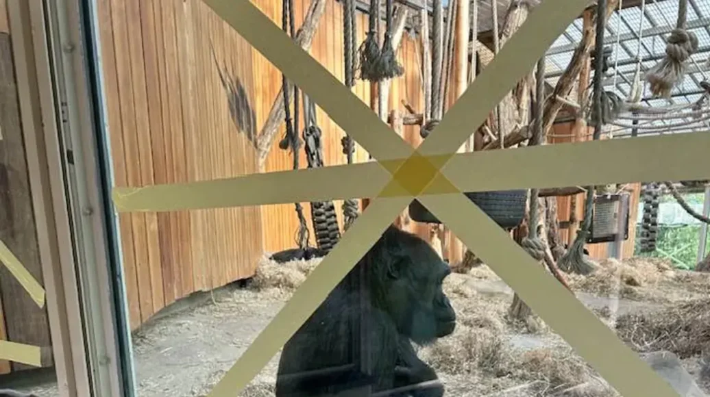 Antwerp Zoo Applies Window Tape to Assist Gorillas and Monkeys