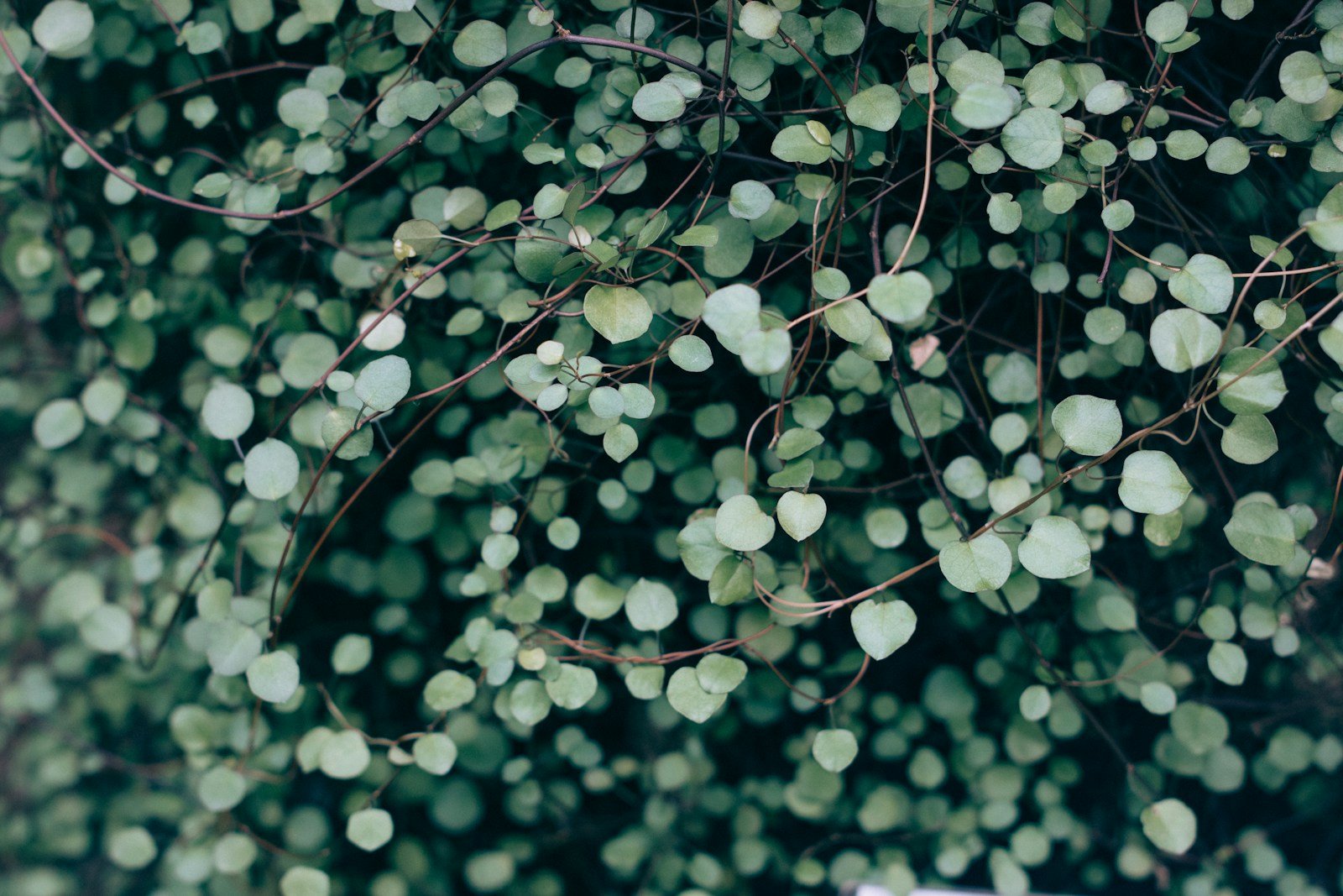 EFSA Revises Xylella Host Plant Database