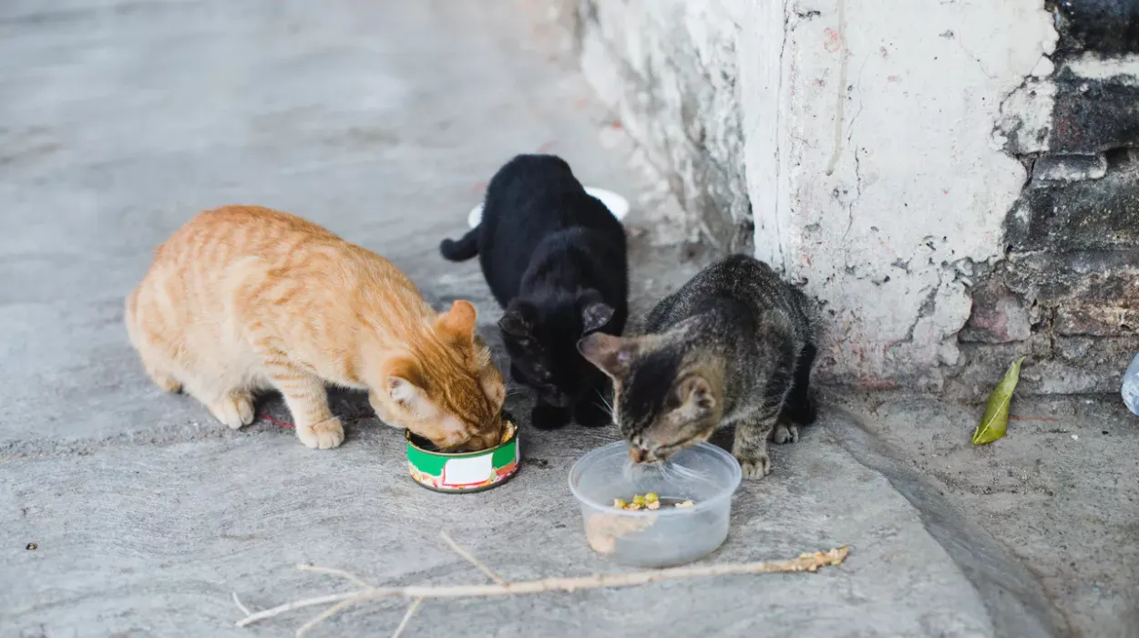 Bird flu outbreak in Sint-Gillis-Waas infects two cats
