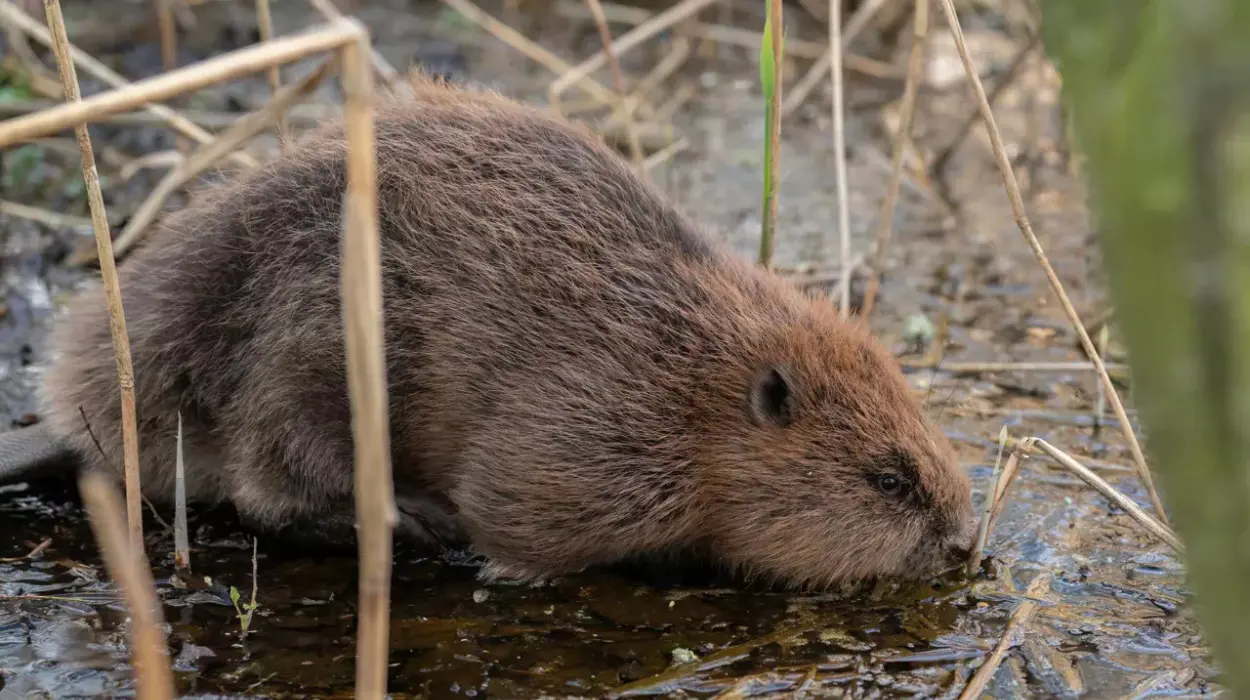 Over 100 Beavers Cause Flooding in Flemish Brabant, Dehaene Responds