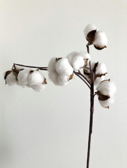 Scientists Create New Technology to Produce Paper from Cotton Stalks