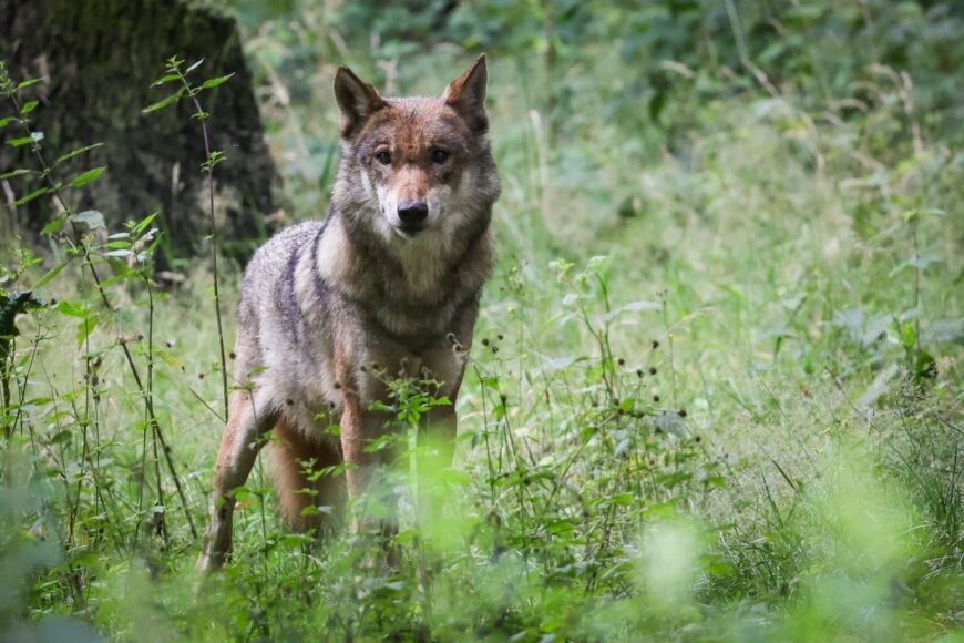 Simplified Culling: EU Introduces New Regulations for Wolves