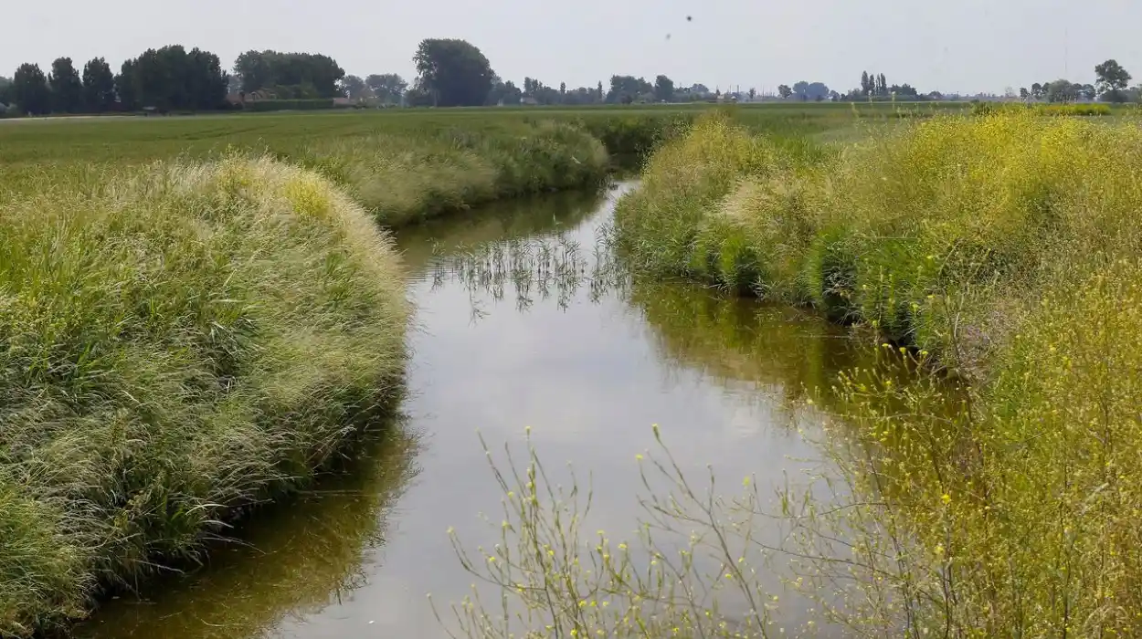 Turnhout’s Wetland Restores Grote Caliebeek Under Adriansens’ Leadership