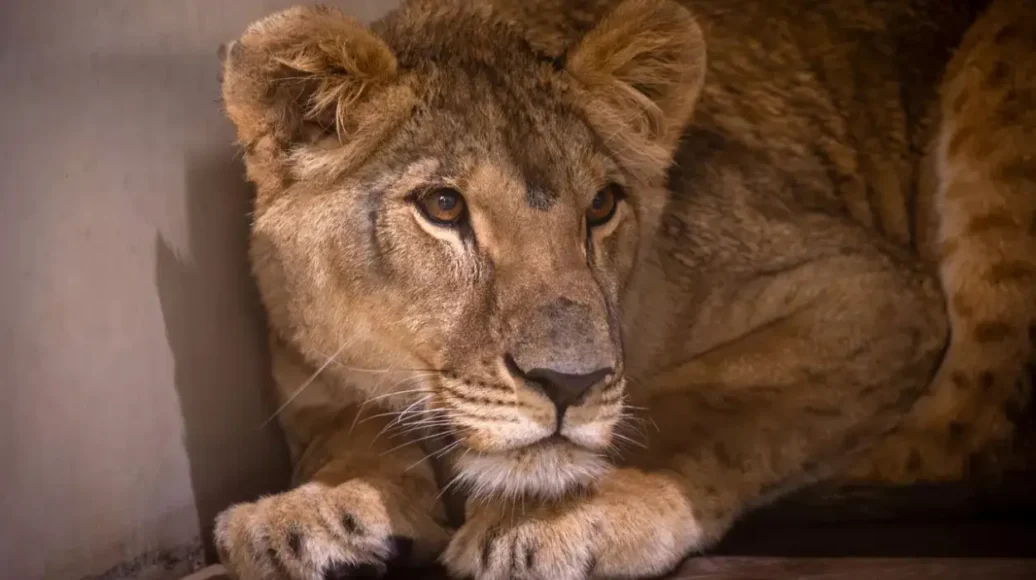 Ukrainian Lioness Vanda Relocates from Planckendael to the UK