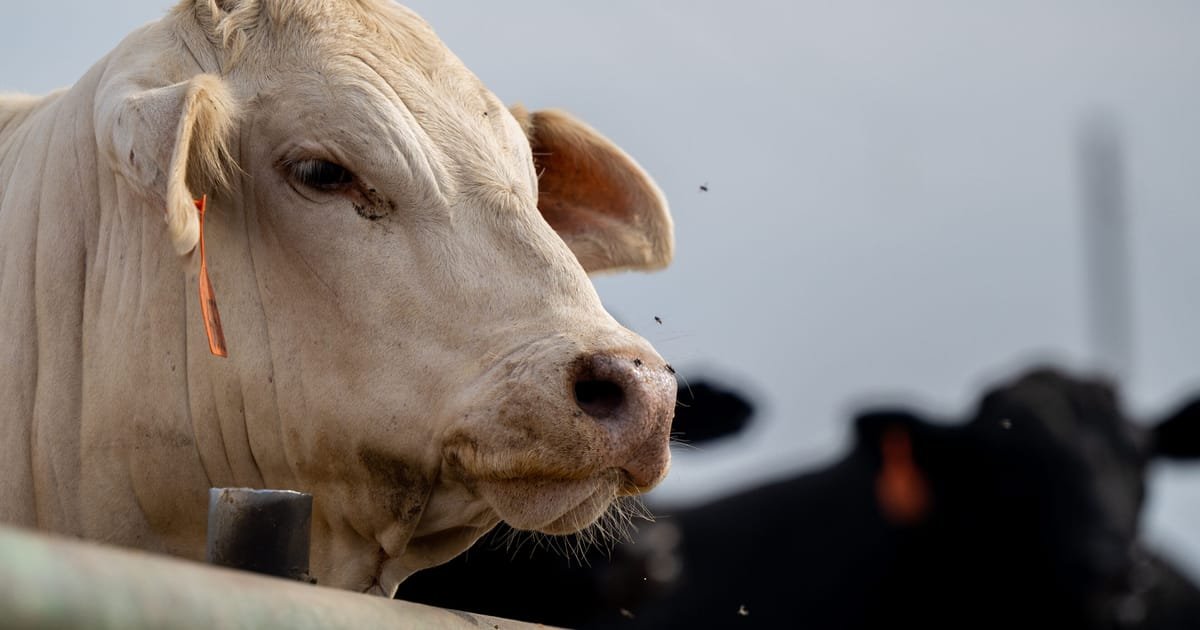 Britain Open to Possible Agricultural Concessions in UK-US Talks