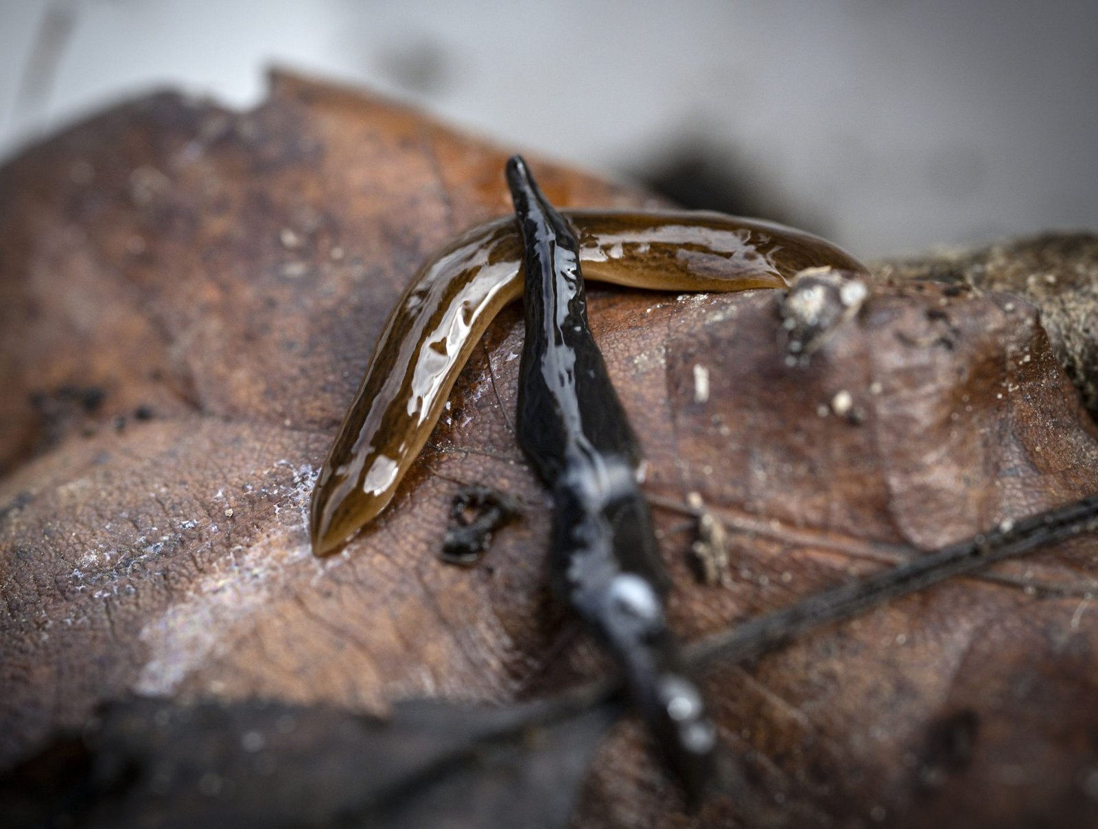 Invasive Species Surge: EU Decisions Expected Post-Summer