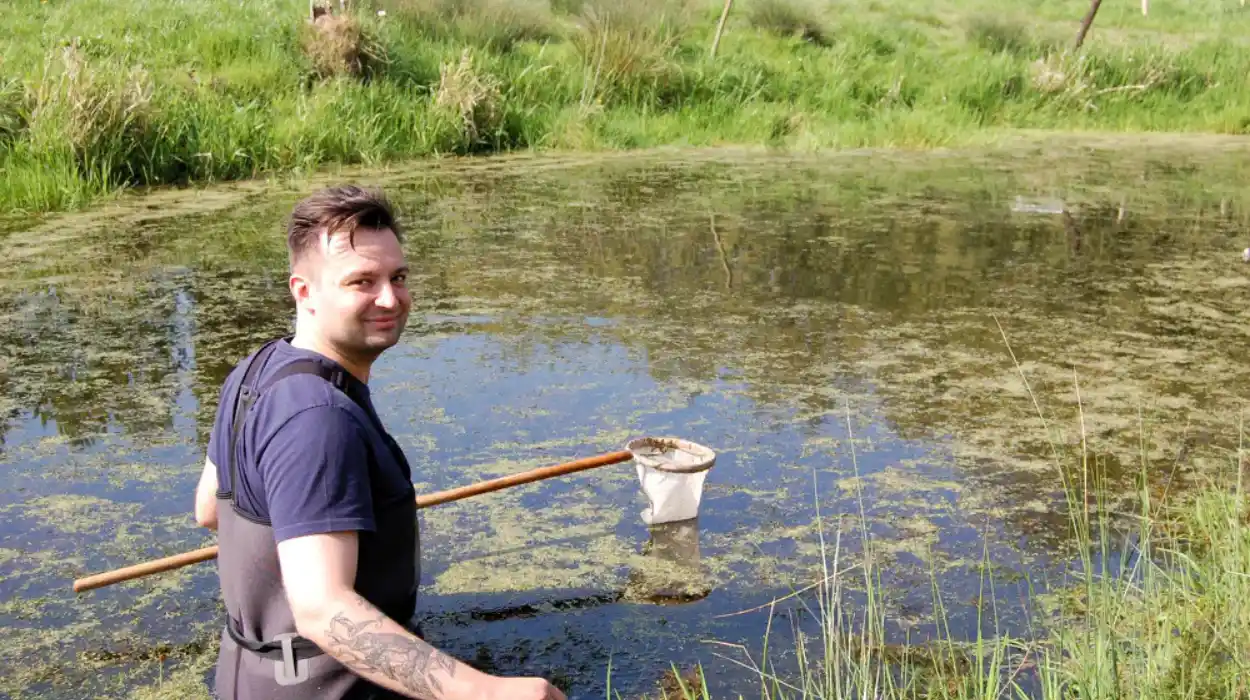 Rare Crested Newt Discovered in Kruibeke Pond