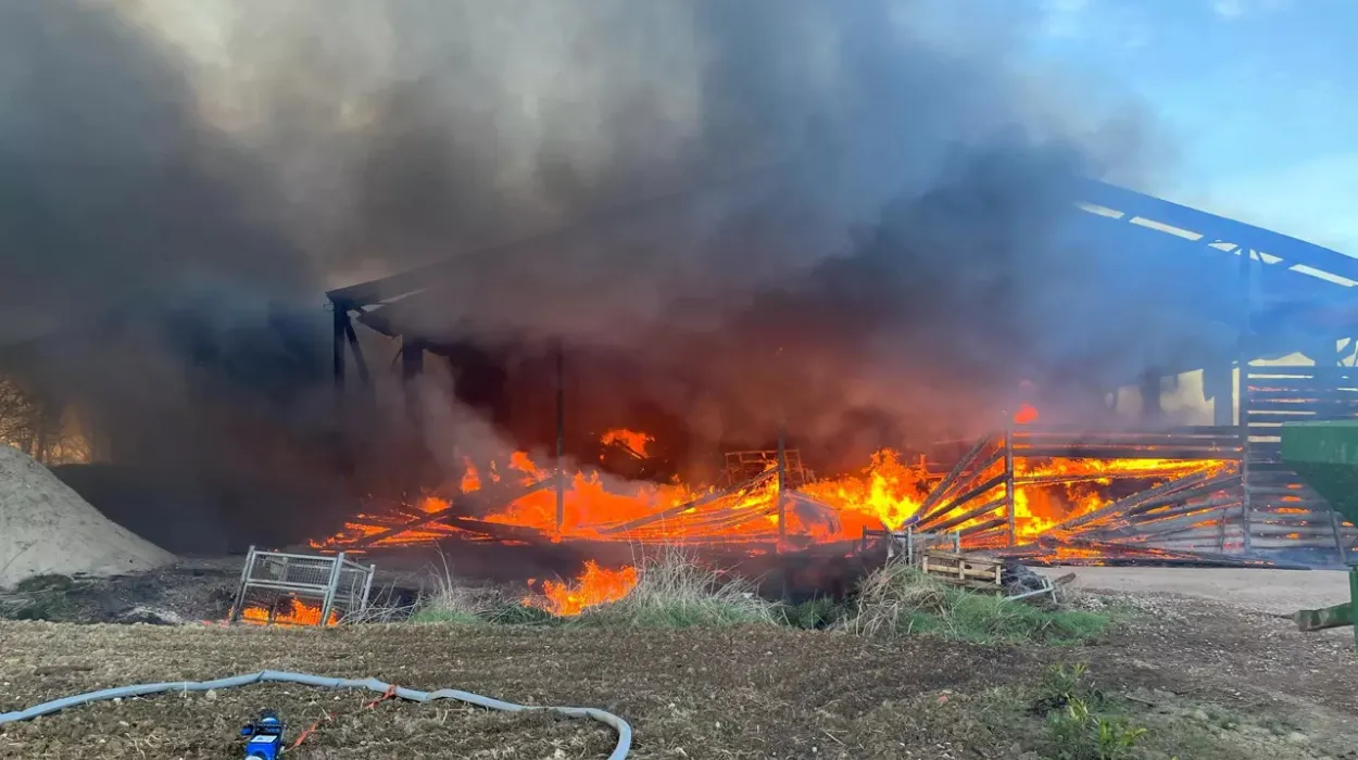 Zemst Shelter Takes In Grimbergen Stray Cats After Saturday Fire