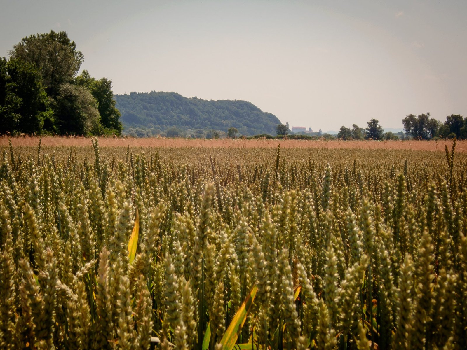 Agricultural Groups Back Pan-European Efforts to Uphold the Common Agricultural Policy