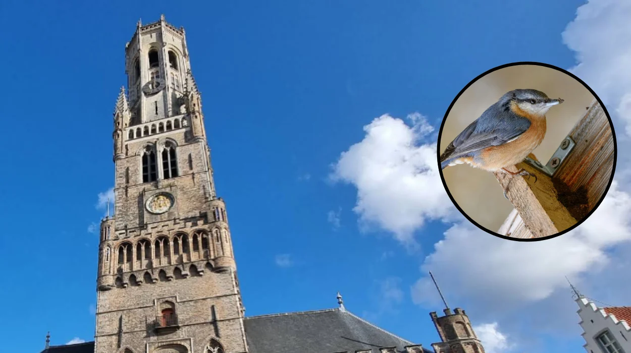 Bruges Water Tower Equipped with 16 Swift Boxes and Bat Roosts