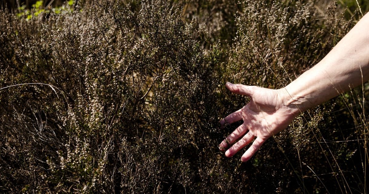 EU Scientists Raise Alarm Over Worsening Spring Drought