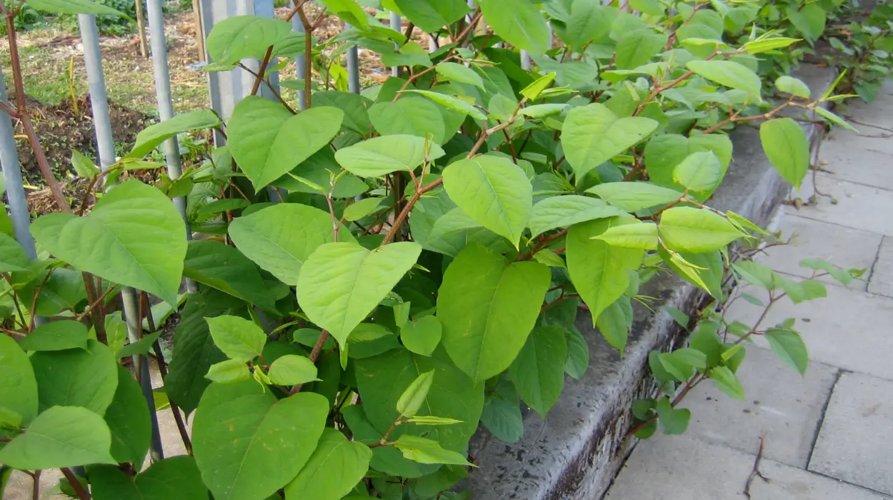 Ghent Combats 583 Knotweed Infestations Using Technology, Trees, and Sheep
