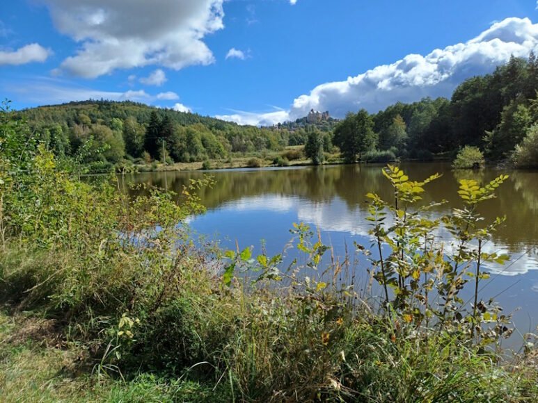 Non-State Foresters and Wood Processors Call for Review of EU Deforestation Regulation