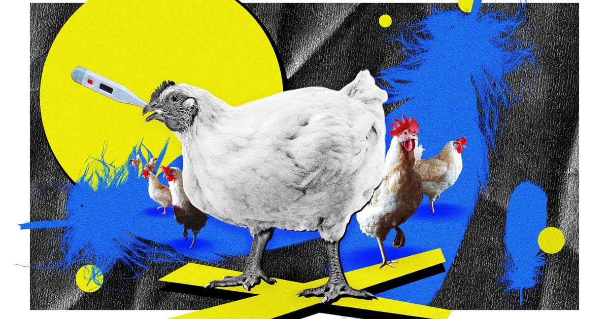 Poland Wagered Big on Poultry — Now Bird Flu Threatens to Devastate the Industry
