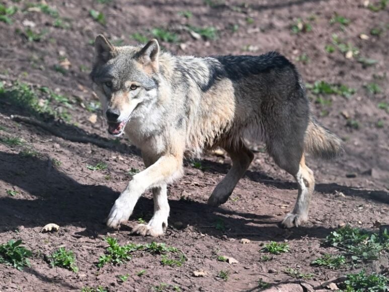 EU approves reduction of wolf protection; Portugal opts to maintain it