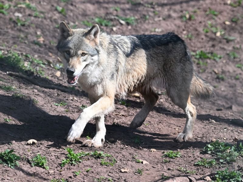 EU approves reduction of wolf protection; Portugal opts to maintain it