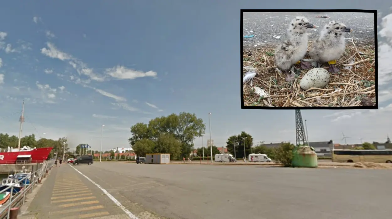 Rare Gull Chicks Hatch in Zeebrugge for the First Time