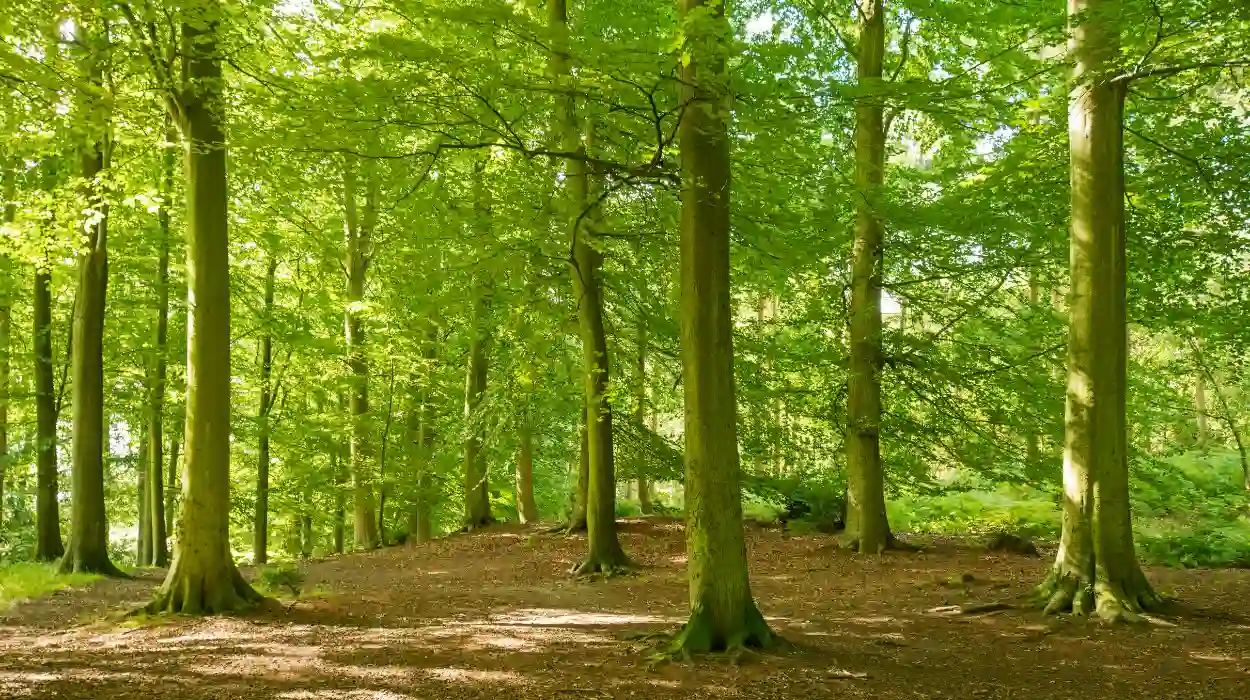 Semper Ferraris Action Group Stops Forest Parcelisation