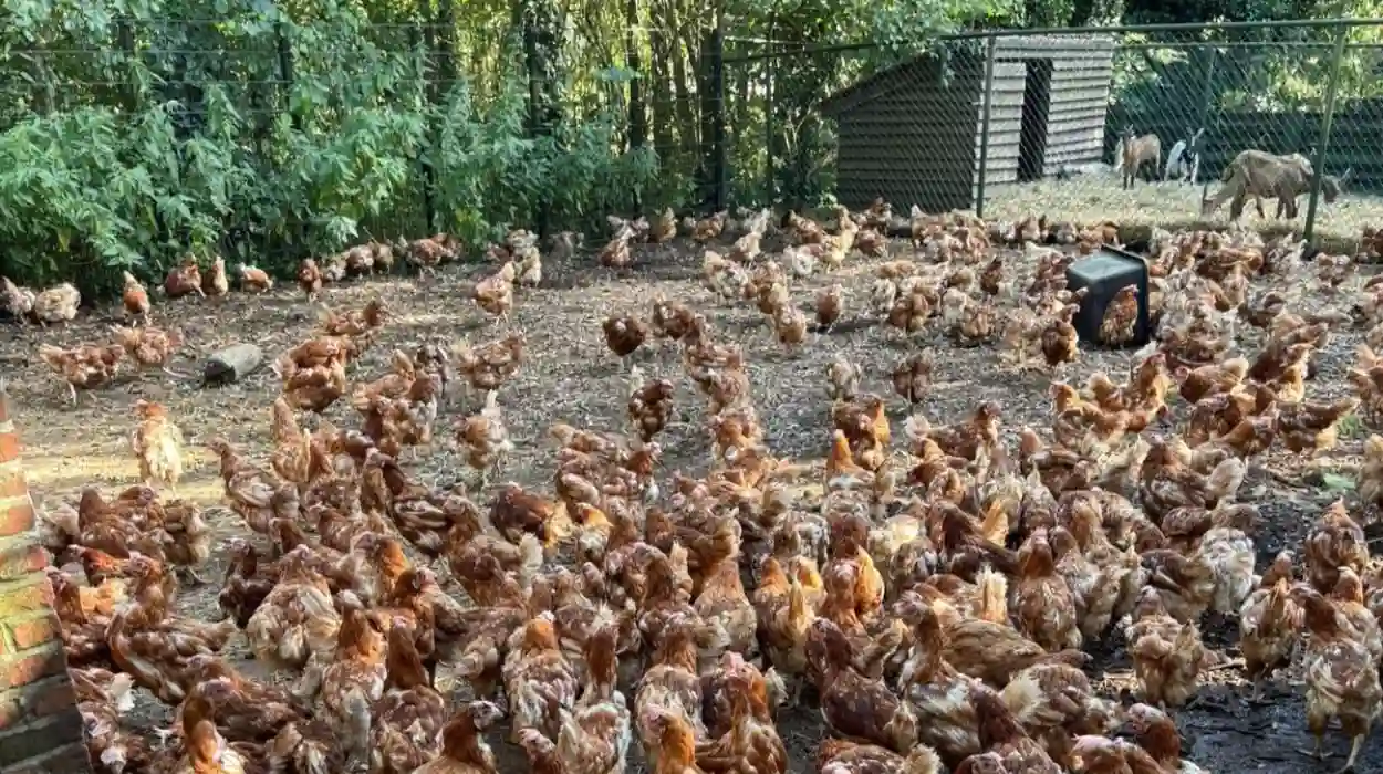 1,100 Animals Rescued and Taken to Heusden-Zolder Shelter
