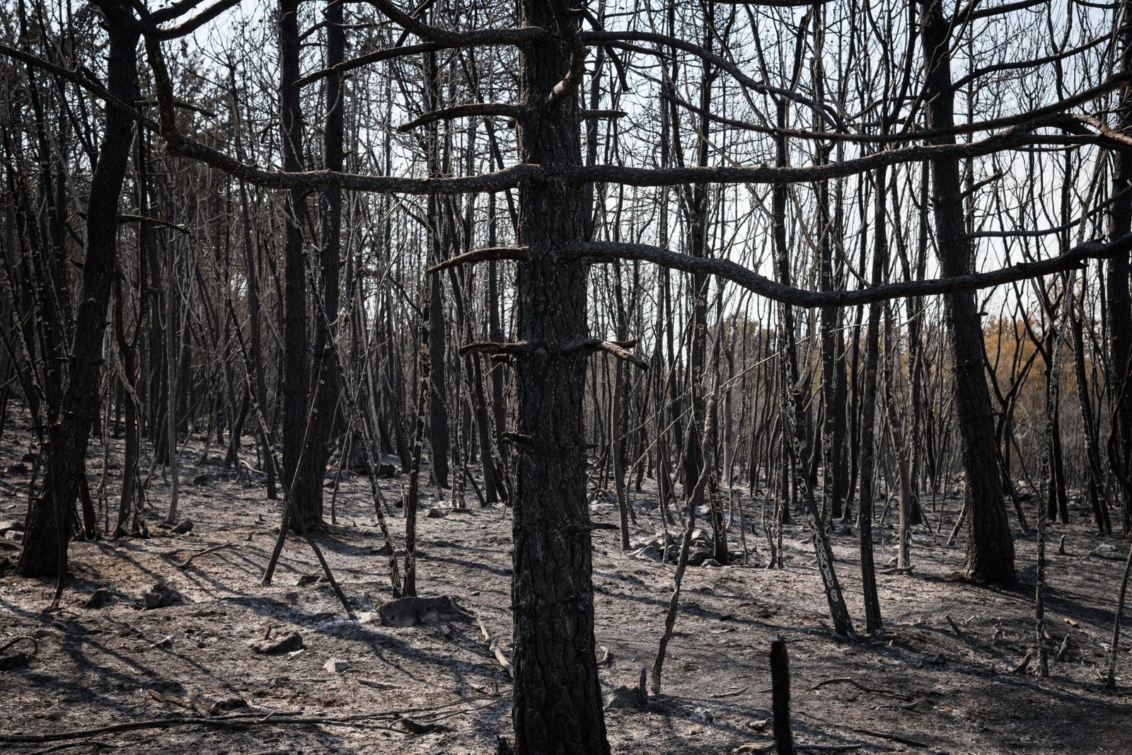 Eurobarometer: Slovenians View Climate Change as a Major Threat