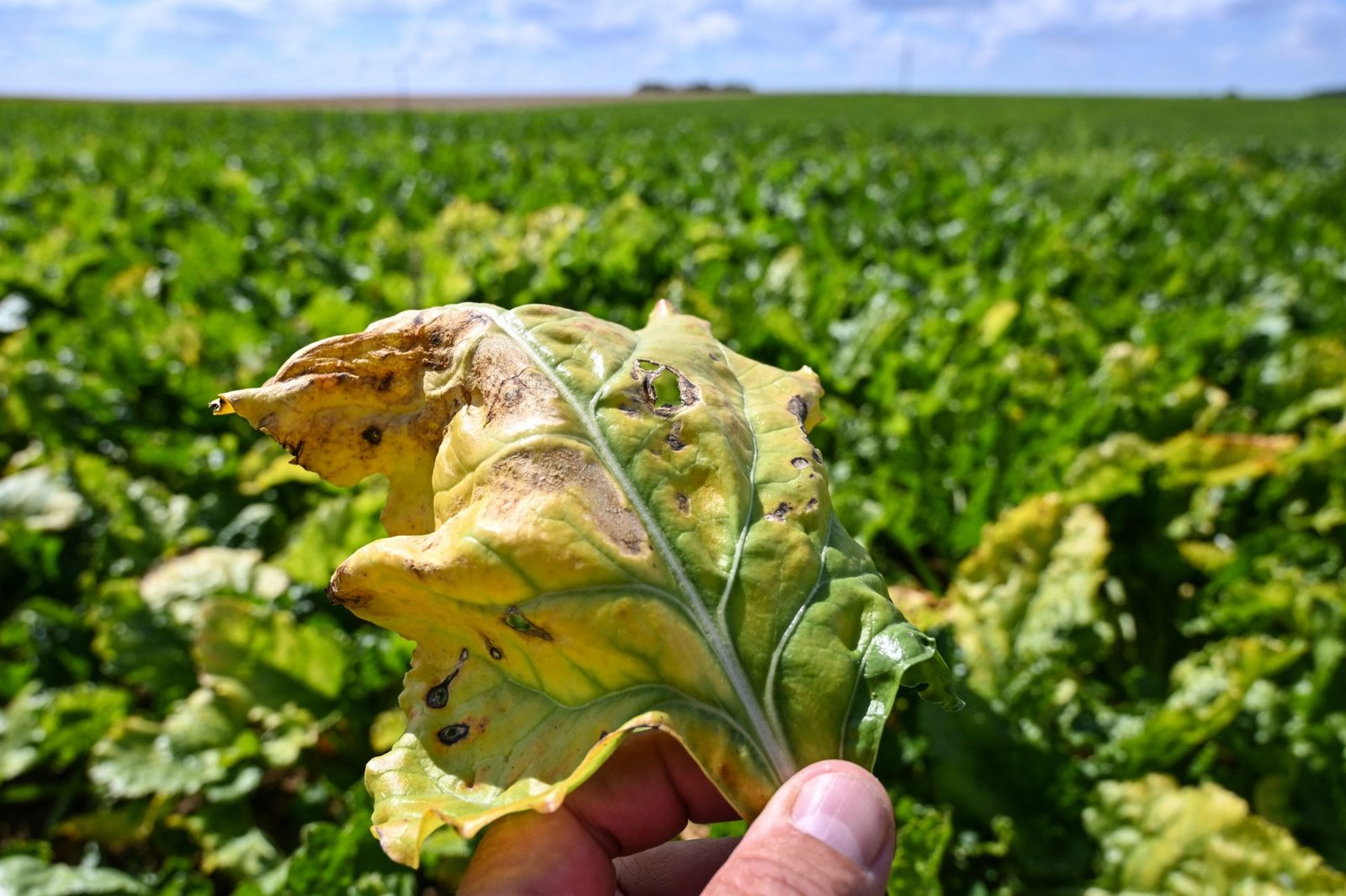 Ukrainian Sugar Quota in the EU: A “Bitter Pill” for French Beet Farmers
