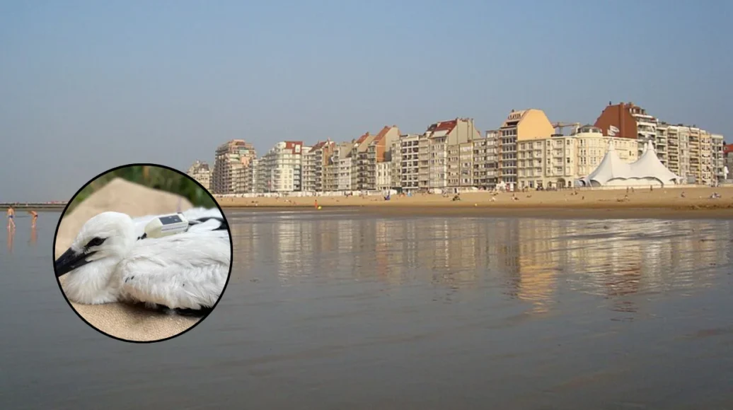 Young Stork from Knokke Discovered at French Landfill
