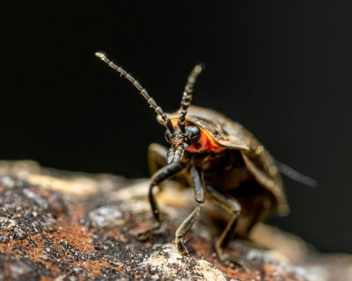 10 Fascinating Facts About Fireflies