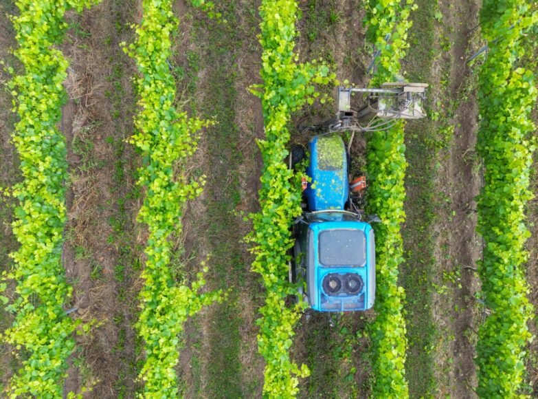 Dazi: After All the Suspense, No Exemption for Wine