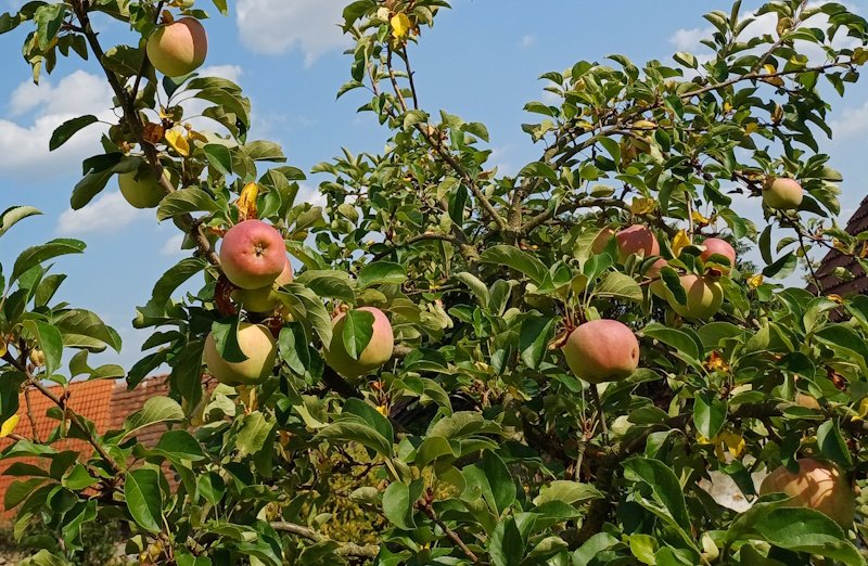 EU apple harvest anticipated to be lowest in eight years; significant increase expected in the Czech Republic
