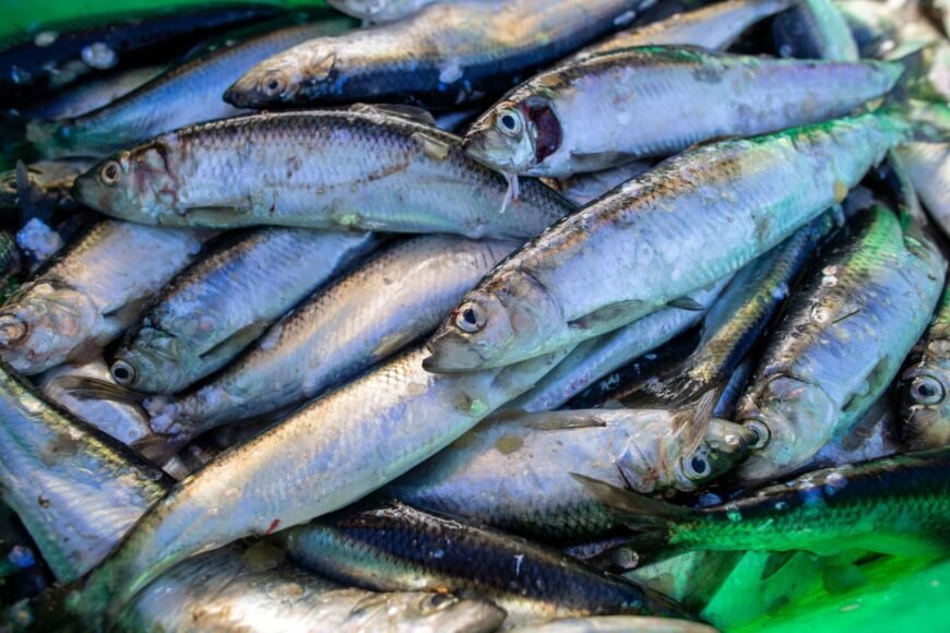 EU proposal: Preserve Controversial Fishing Quota